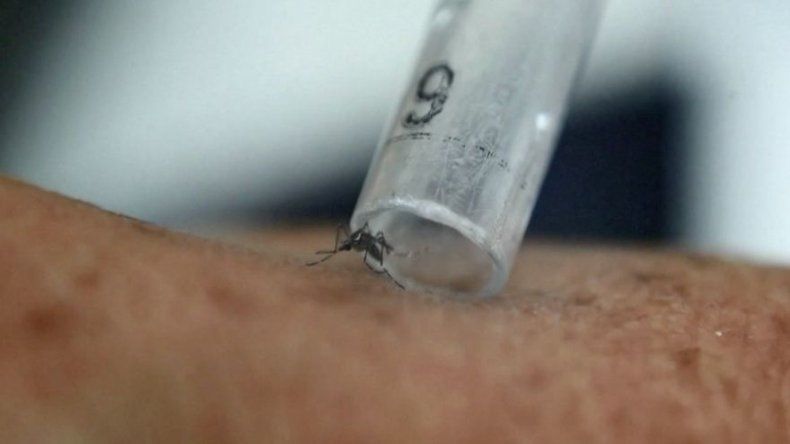 Panamá registra 73 casos de zika, detectan caso importado en Paitilla