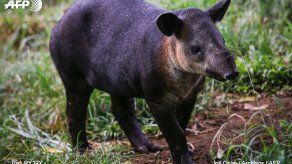 Varias muertes de exóticos animales encienden las alarmas en Malasia
