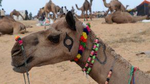 Prohíben la cirugía estética a los camellos en Arabia Saudí
