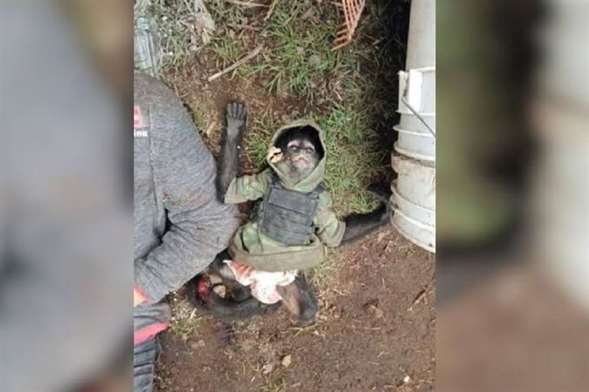 Fotos de la escena de un tiroteo el martes con la policía en el que murieron 11 pandilleros mostraron a un mono pequeño.