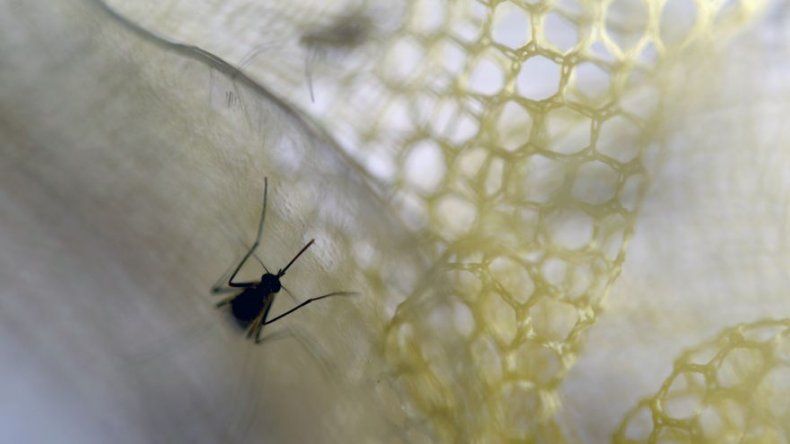Suben a 53 los casos de zika en la comarca Guna Yala