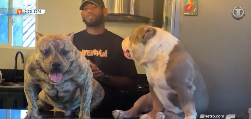 Joven denuncia la muerte de sus perros tras dejarlos 6 horas