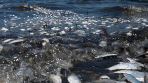 Aparecen miles de peces muertos en las playas de Montevideo