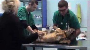 Miles de perros mueren al año en Rusia y Ucrania a manos de doghunters