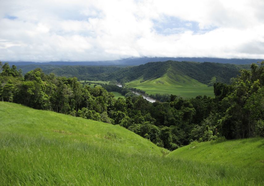 Bosque pluvial de Daintree en Australia