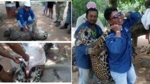 Demandan a cazador boliviano que desolló a jaguar