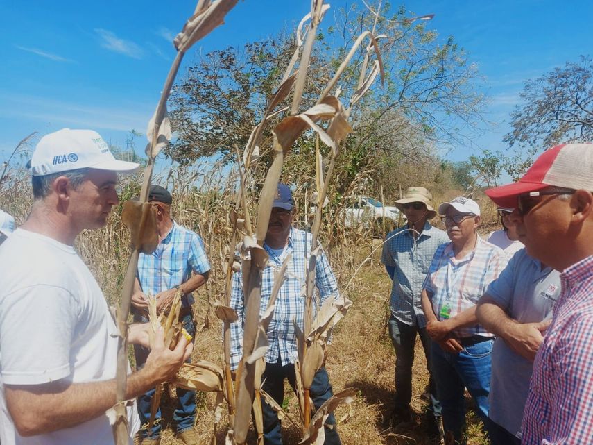 Gira de Intercambio de Conocimientos Fortalece la Producción de Maíz en Panamá