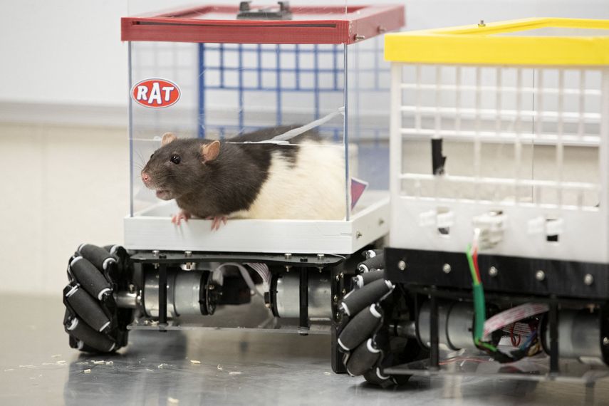 Ratas chófer, un nuevo enfoque para la salud mental