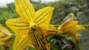 Encuentran la orquídea de Lima