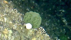 Una esponja verde podría servir para curar el cáncer de páncreas