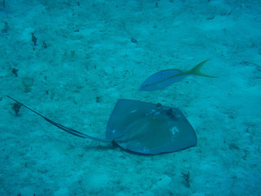 Nuevo estudio revela la diversidad y la vulnerabilidad de tiburones