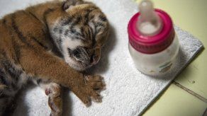 Con este son cuatro tigres que logra reproducir el zoológico.