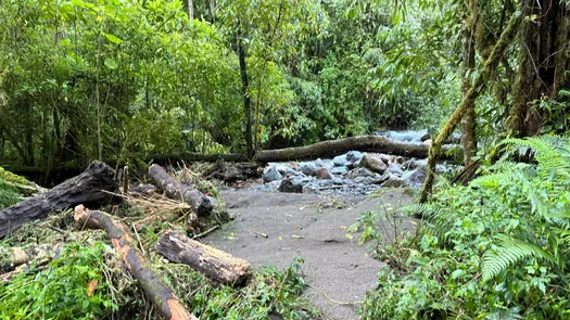 Sendero Los Quetzales