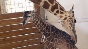 Video de jirafa genera caudal de dinero para zoológico