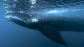 Rechazan propuesta japonesa de reanudar caza de ballenas