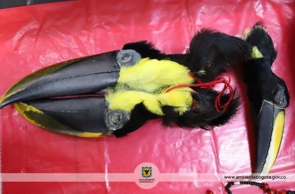 Hallan cientos de partes de animales que eran usadas para brujería en Colombia