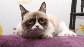 Grumpy Cat cumple dos años