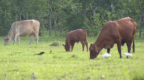 Casos de Gusano barrenador&nbsp;