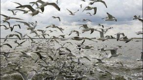 Cuando los pájaros se comportan como hinchas de fútbol