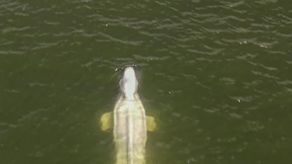 La beluga fue detectada en el río de Francia, lejos de su hábitat ártico, la semana pasada.&nbsp;