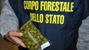 Pollo en formol y aceitunas pintadas en decomisos de comida adulterada