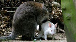 Nace en Alemania un canguro albino