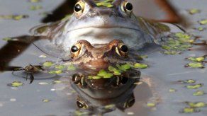 La ciencia logra acabar por primera vez con amenaza mortal para los anfibios