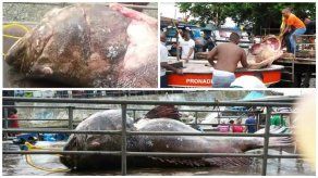 Reportan pesca de un mero de gran tamaño en puerto de Chepo
