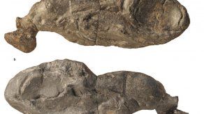 Tiburón del paleozoico arroja luz sobre la evolución de los vertebrados