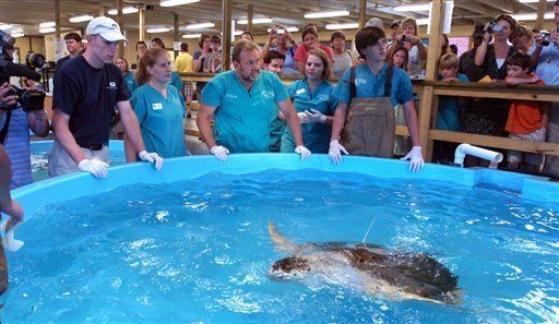 Liberan a tortuga marina tras nueve años de cautiverio