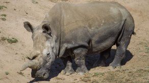 La justicia sudafricana declara legal la venta de cuernos de rinoceronte