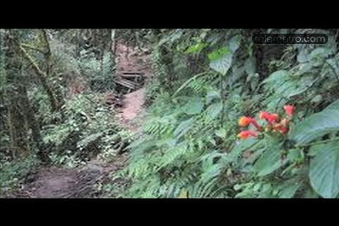 Video: Rehabilitarán sendero Los Quetzales en Chiriquí
