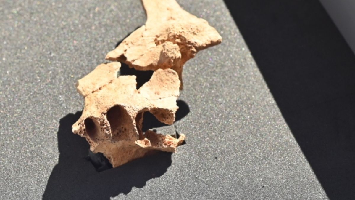 El trozo de cara apareció en una capa de tierra justo 2 metros por debajo de la línea donde apareció la mandíbula en 2007.