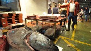 Reunión en Marruecos para decidir cuotas de atún rojo