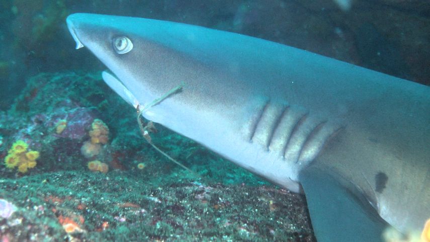 Tiburón puntiblanco de arrecife. Tiburón puntiblanco de arrecife.