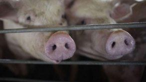 Panamá tiene 55 años libre de Peste Porcina Clásica Panamá tiene 55 años libre de Peste Porcina Clásica