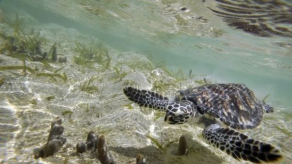 Obama crea la mayor zona marina protegida en el mundo