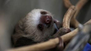 MiAmbiente rescata perezoso lesionado en Valle Dorado MiAmbiente rescata perezoso lesionado en Valle Dorado