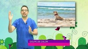 Cómo tratar el golpe de calor en perros
