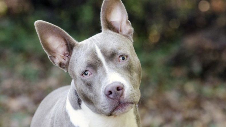 Gobernador de P. Rico firma proyecto que levanta prohibición de perros pitbull