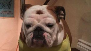 Curioso método de Lily-Rose Depp para evitar que su perro se rasque una herida