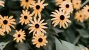 Tendencia de las Flores Amarillas.&nbsp;