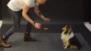 Divertidas reacciones de perritos a un apetitoso acto de magia