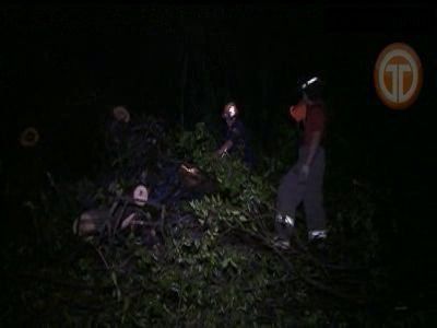 Caída de árbol provoca caos en Arraiján
