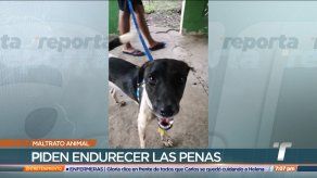 Perro fue abandonado por su dueño en Pedregal Perro fue abandonado por su dueño en Pedregal