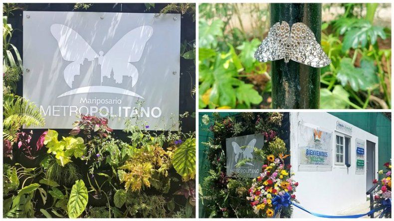 Inauguran Mariposario Metropolitano con muestra de más de 30 especies nativas