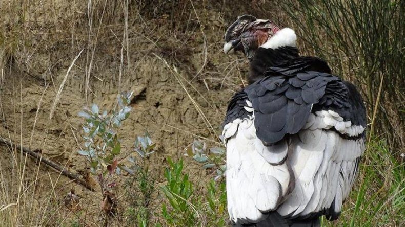 Chunka, una cóndor que ha permitido ubicar al menos 78 dormideros en Ecuador