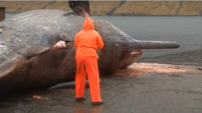 Ballena explota frente a un pescador