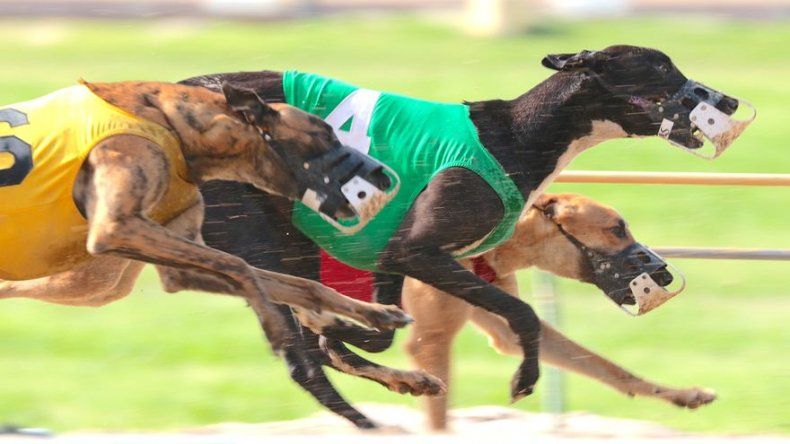 Defensores de animales van contra las carreras de perros