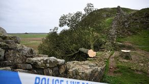 Árbol famoso de Reino Unido.
